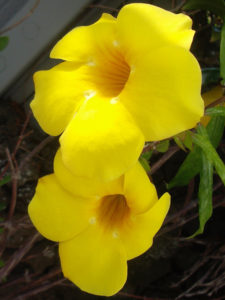 Flowers #06<br/><small><em>Yellow Tecoma</em></small>