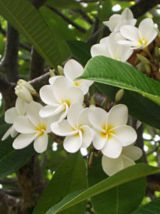 Flowers #09<br/><small><em>White Plumeria</em></small>