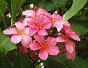 Flowers #05<br/><small><em>Pink Plumeria</em></small>