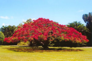 Giclee Paper #03<br/><small><em>Royal Poinciana Tree</em></small>
