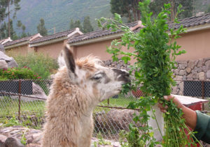 Peru #01<br/><small><em>Feeding A Llama</em></small>
