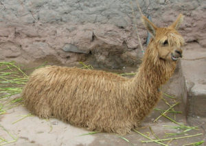 Peru #02<br/><small><em>Llama</em></small>