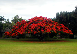 Vista #05<br/><small><em>Hawaiian Royal Poinciana</em></small>